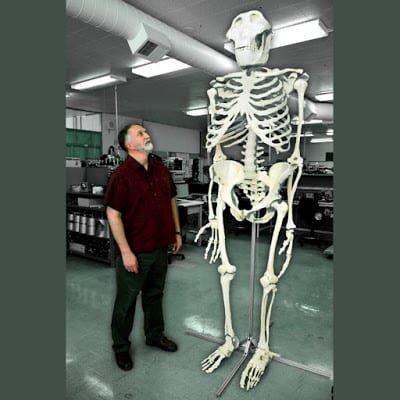 3D_bigfoot_Skeleton